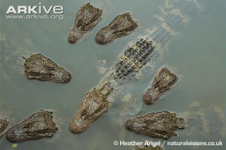 Illustration for article titled Sunday Crocodilian - Alligator sinensis Edition